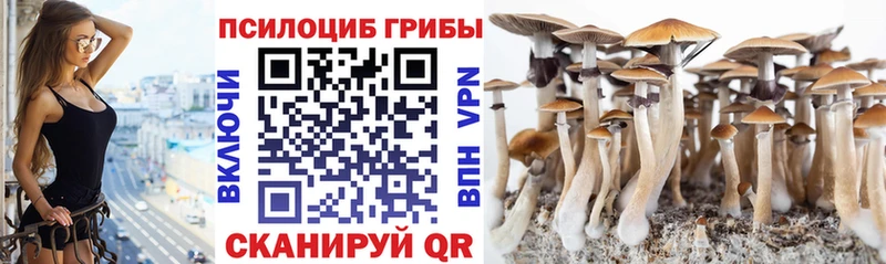 Галлюциногенные грибы Psilocybe  где продают   Холм 